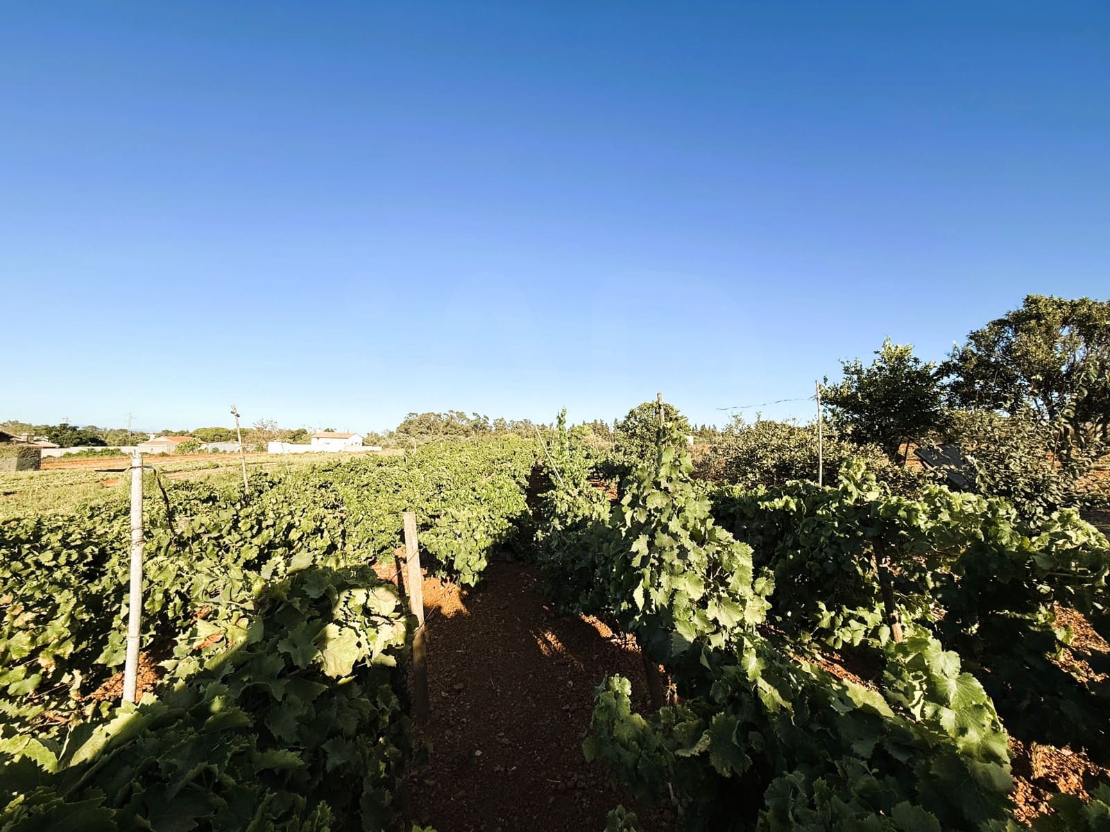 Undeveloped Land for sale in Chiclana de la Frontera - € 379,000 (Ref: 10016994)