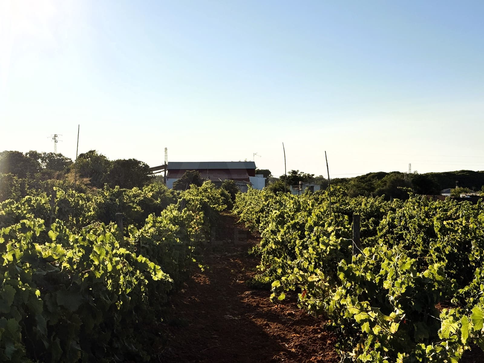 Undeveloped Land for sale in Chiclana de la Frontera - € 379,000 (Ref: 10016994)
