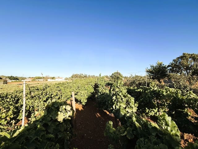 Undeveloped Land for sale in Chiclana de la Frontera - € 379,000 (Ref: 10016994)