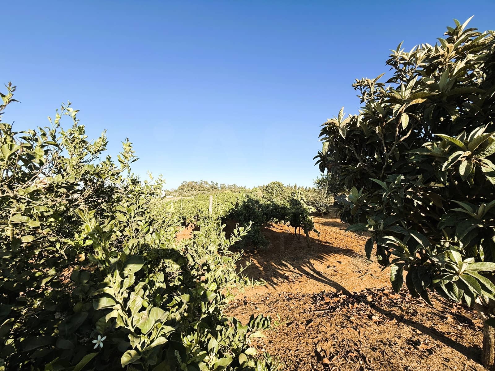 Undeveloped Land for sale in Chiclana de la Frontera - € 379,000 (Ref: 10016994)