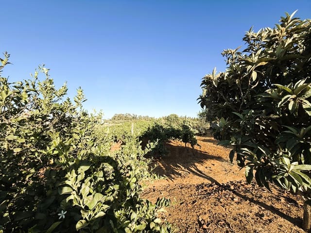 Undeveloped Land for sale in Chiclana de la Frontera - € 379,000 (Ref: 10016994)