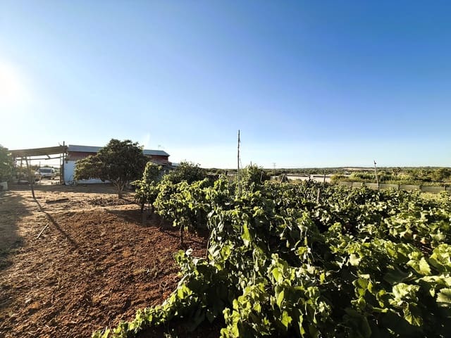 Undeveloped Land for sale in Chiclana de la Frontera - € 379,000 (Ref: 10016994)