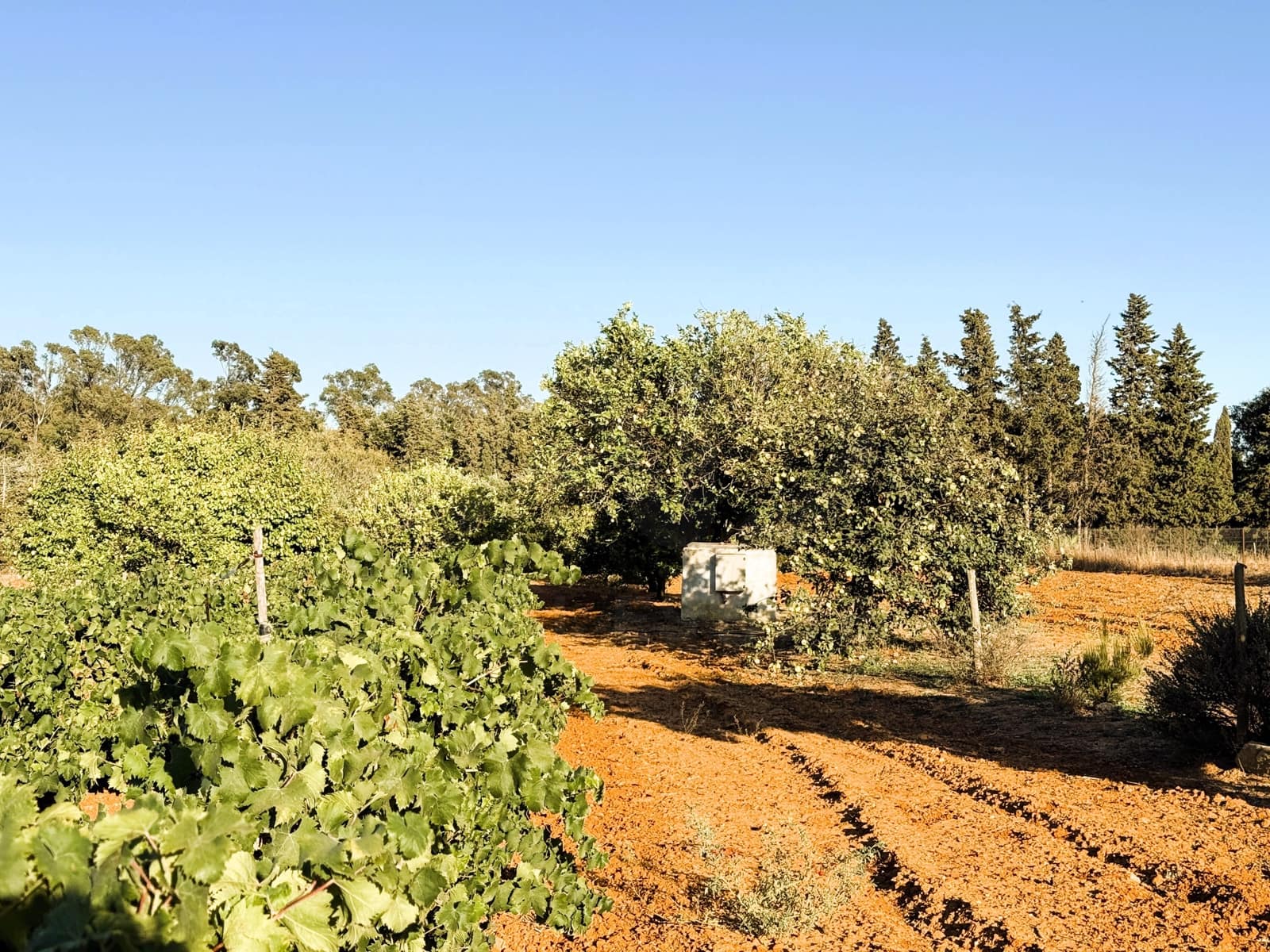 Undeveloped Land for sale in Chiclana de la Frontera - € 379,000 (Ref: 10016994)