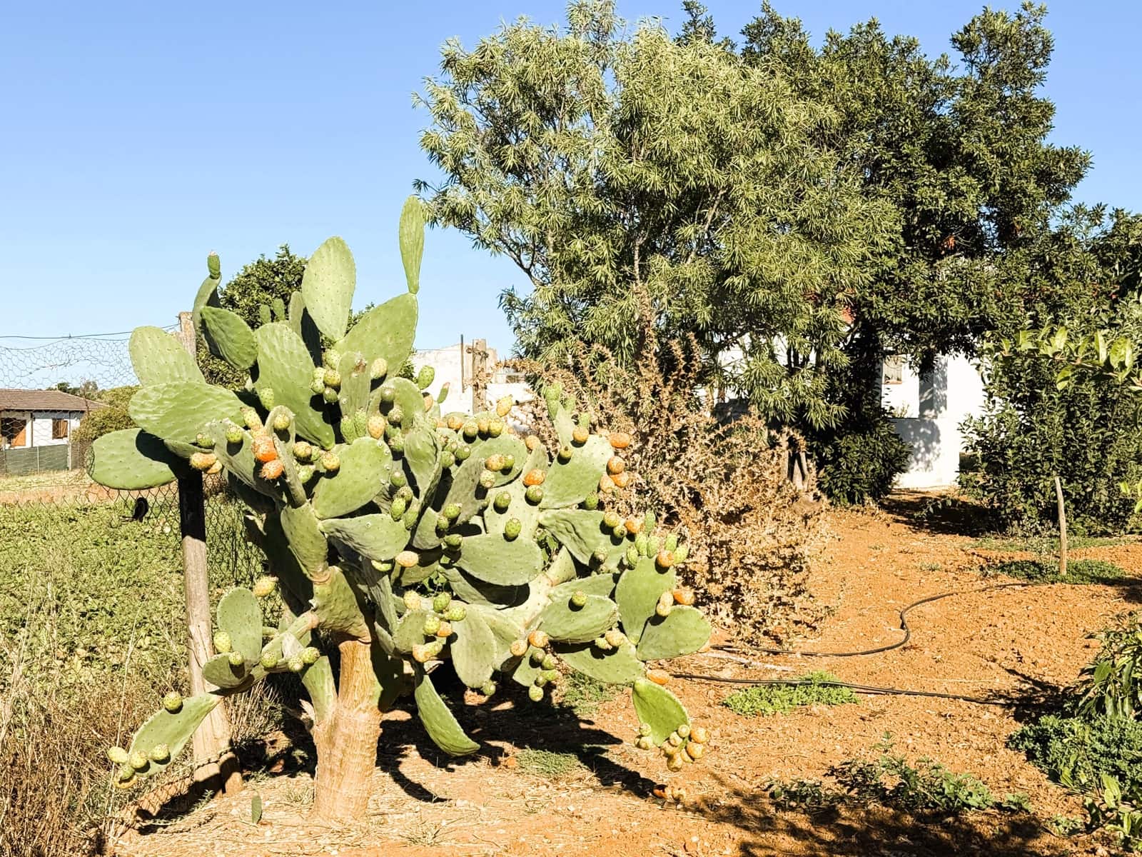 Undeveloped Land for sale in Chiclana de la Frontera - € 379,000 (Ref: 10016994)