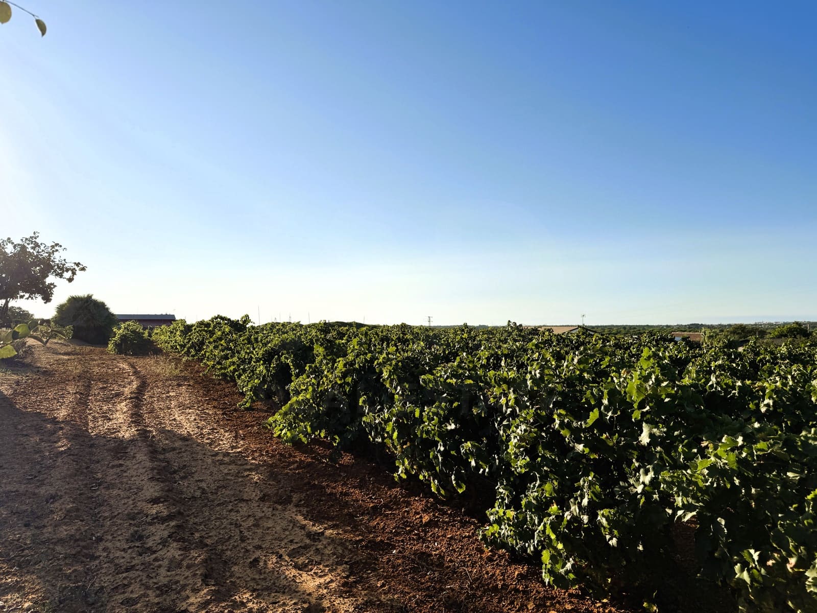 Undeveloped Land for sale in Chiclana de la Frontera - € 379,000 (Ref: 10016994)