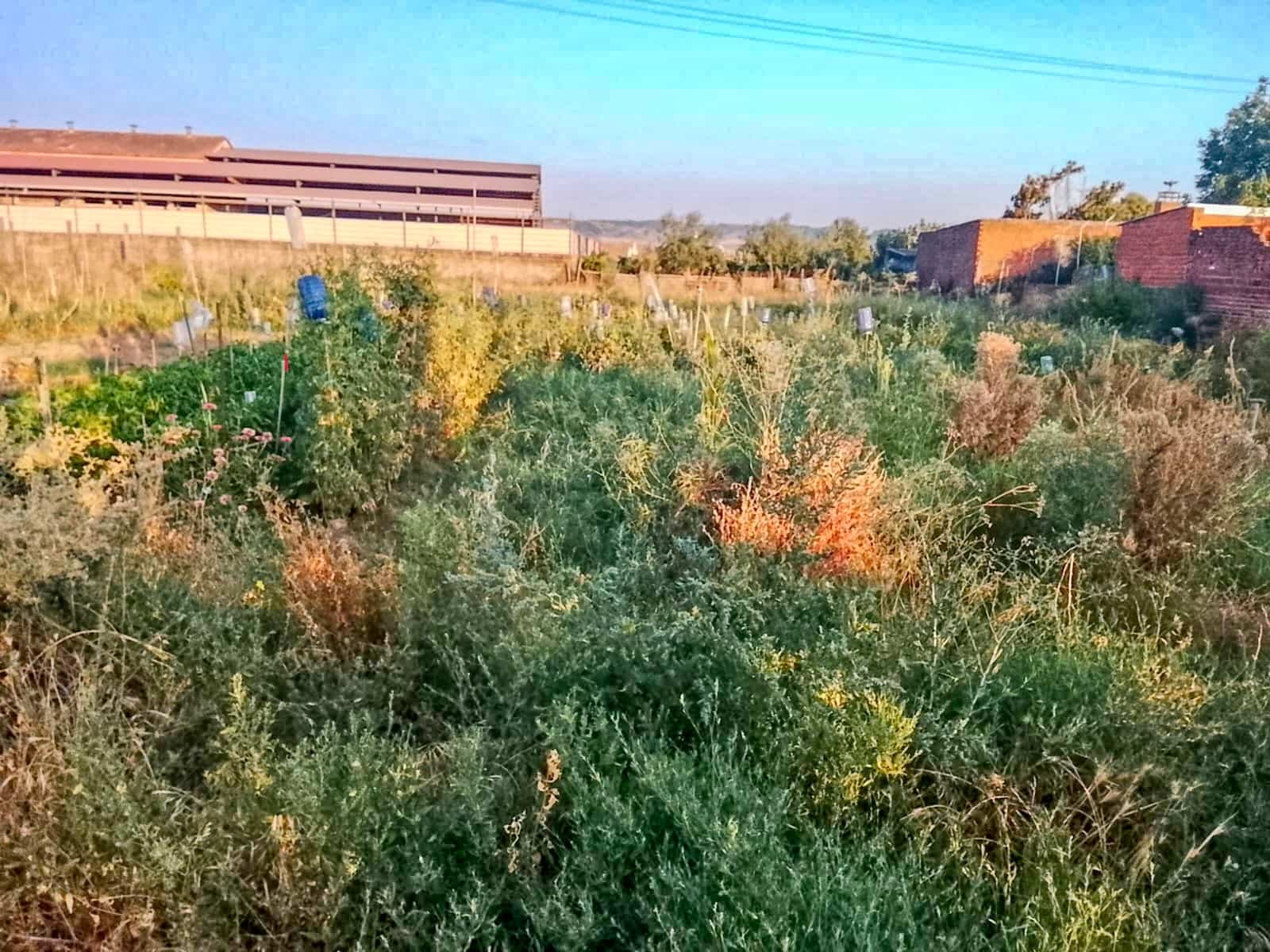 Działka budowlana na sprzedaż w Talavera de la Reina - 158 500 € (Ref: 10020041)