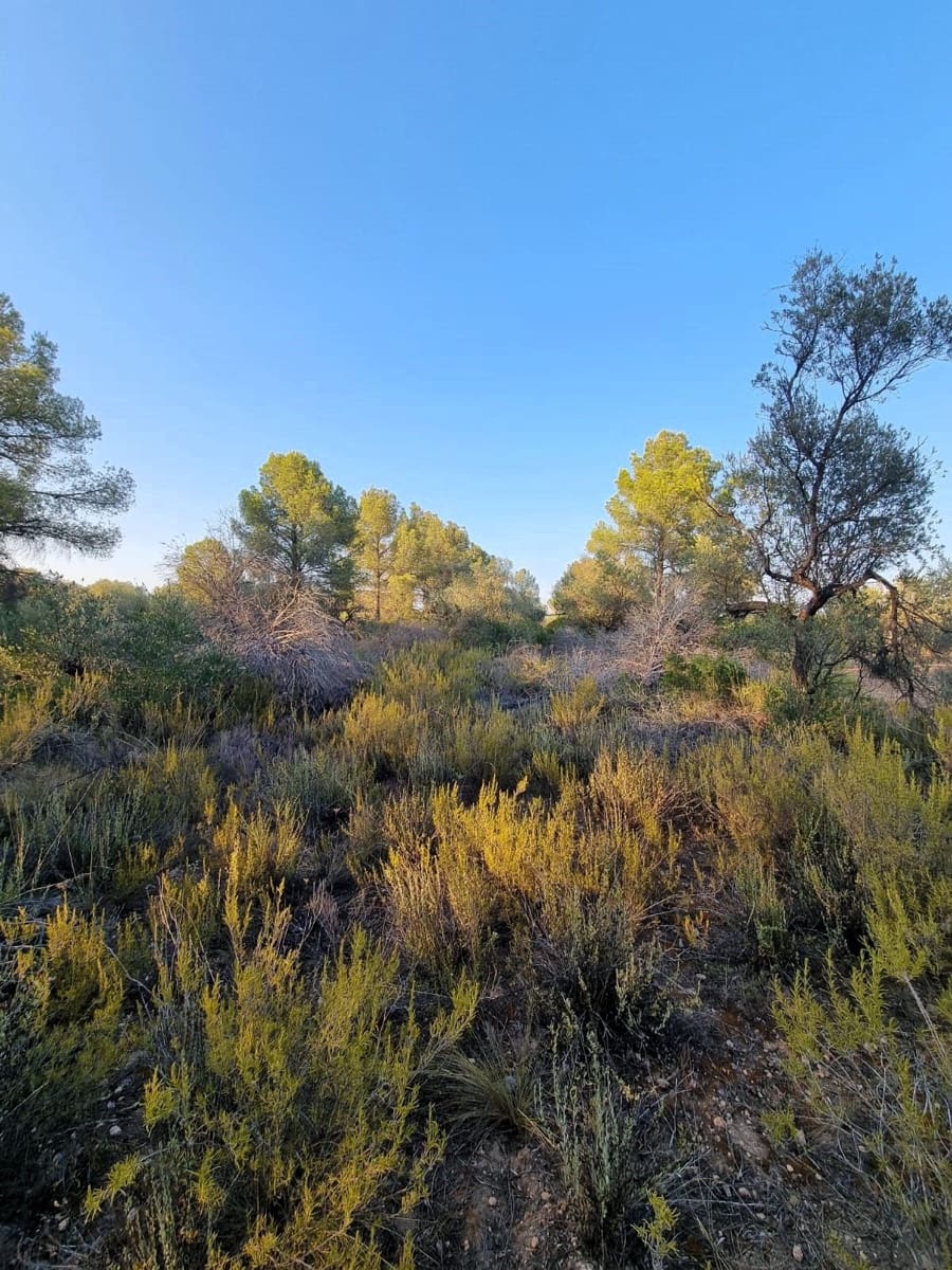 Landgrundstück zu verkaufen in Ginestar - 12.000 € (Ref: 10023302)