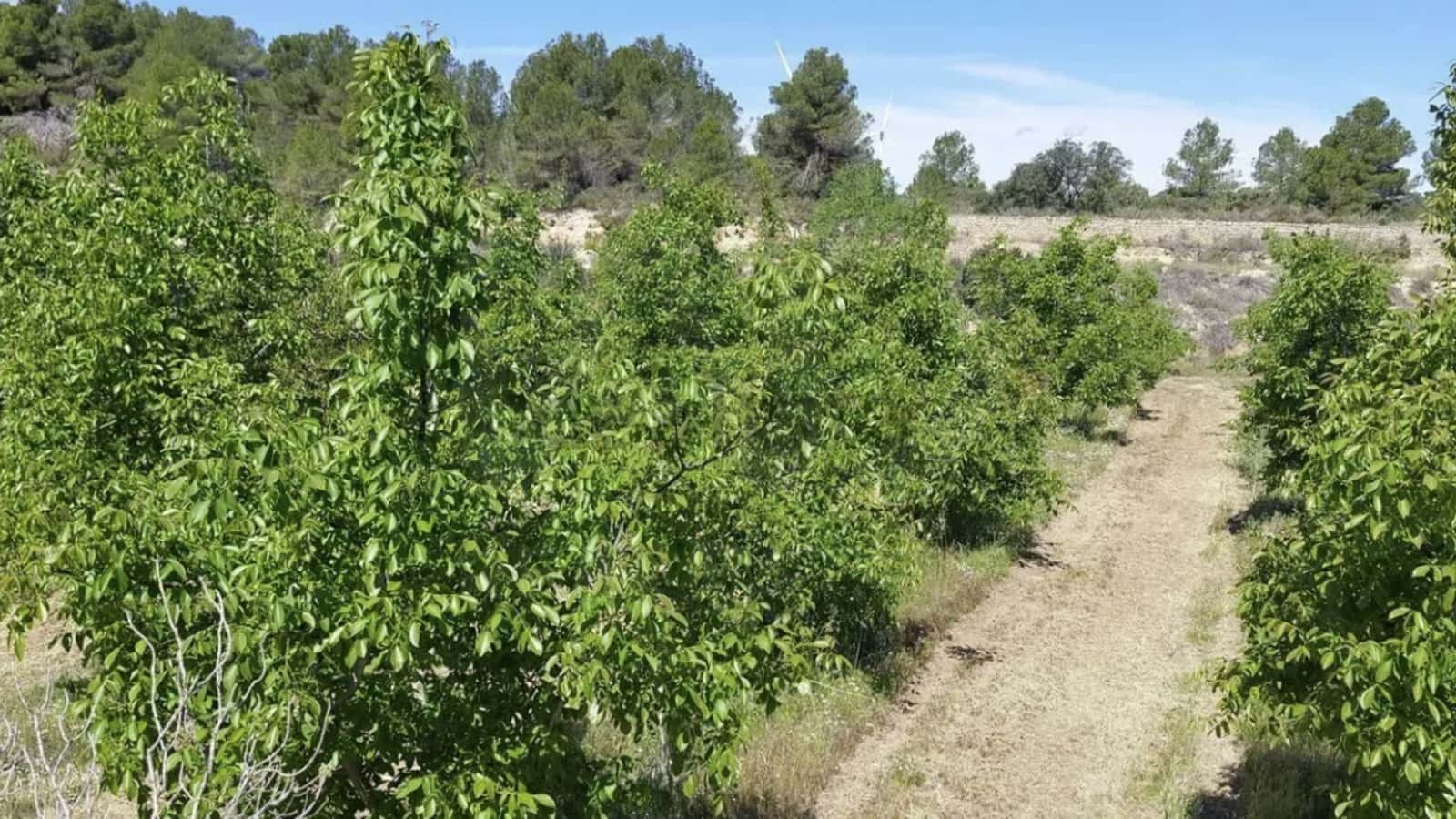 Finca/Landgut zu verkaufen in Gandesa - 350.000 € (Ref: 10023304)