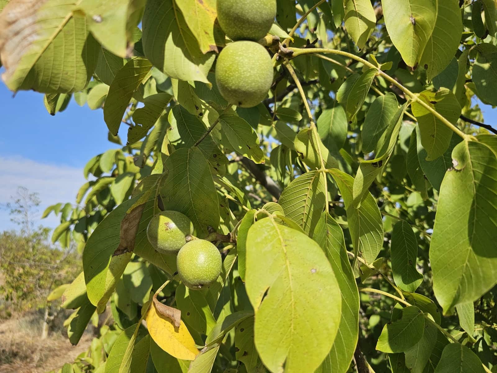 Finca/Landgut zu verkaufen in Gandesa - 350.000 € (Ref: 10023304)