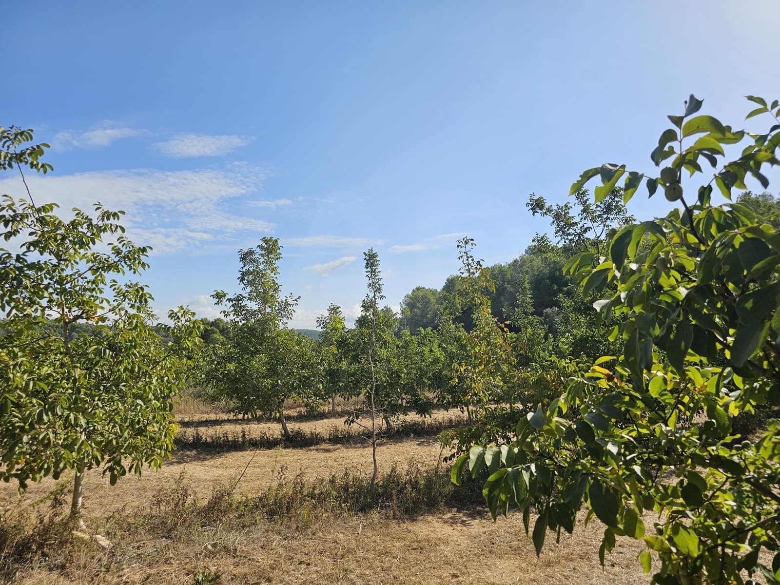 Finca/Landgut zu verkaufen in Gandesa - 350.000 € (Ref: 10023304)