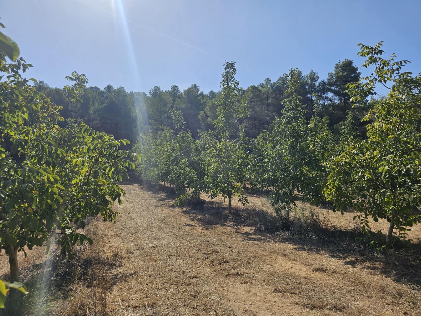 Finca/Landgut zu verkaufen in Gandesa - 350.000 € (Ref: 10023304)