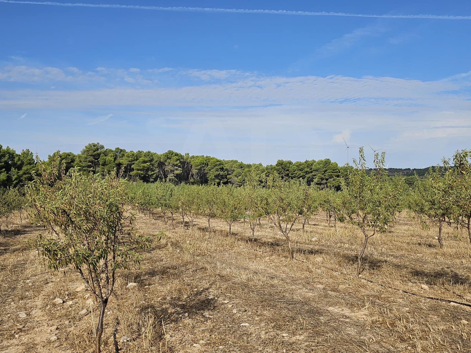 Finca/Landgut zu verkaufen in Gandesa - 350.000 € (Ref: 10023304)