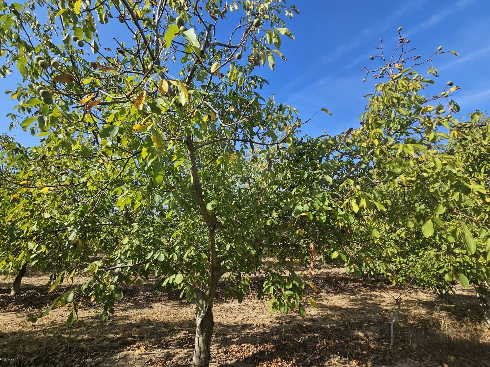 Finca/Landgut zu verkaufen in Gandesa - 350.000 € (Ref: 10023304)
