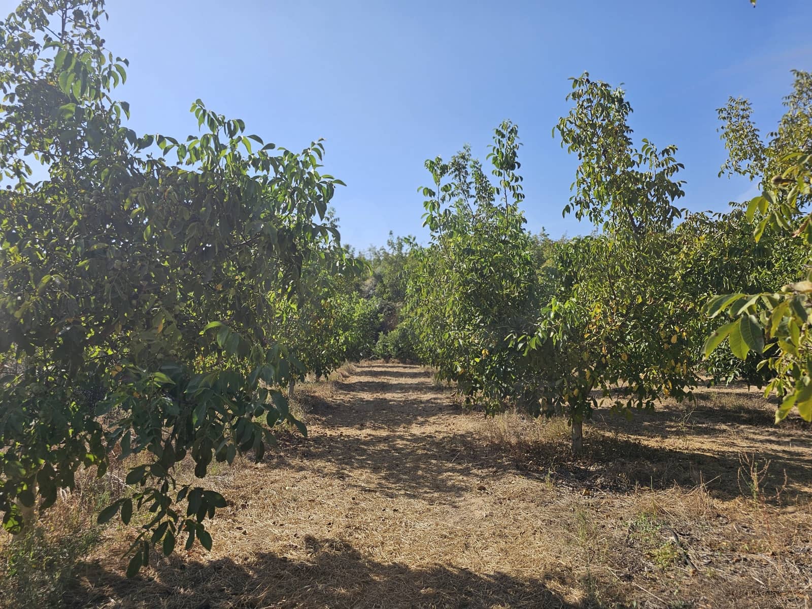 Finca/Landgut zu verkaufen in Gandesa - 350.000 € (Ref: 10023304)