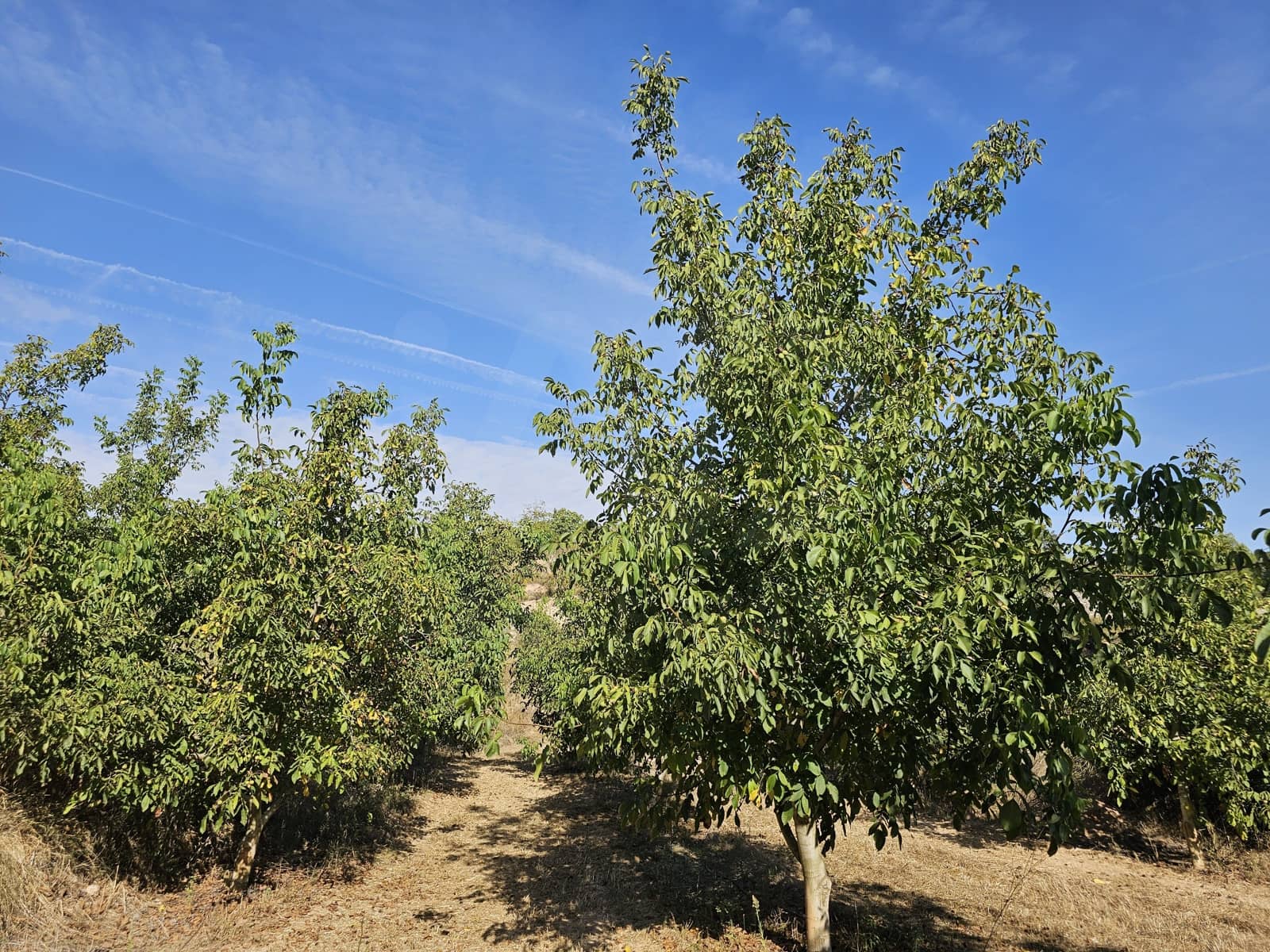 Finca/Landgut zu verkaufen in Gandesa - 350.000 € (Ref: 10023304)