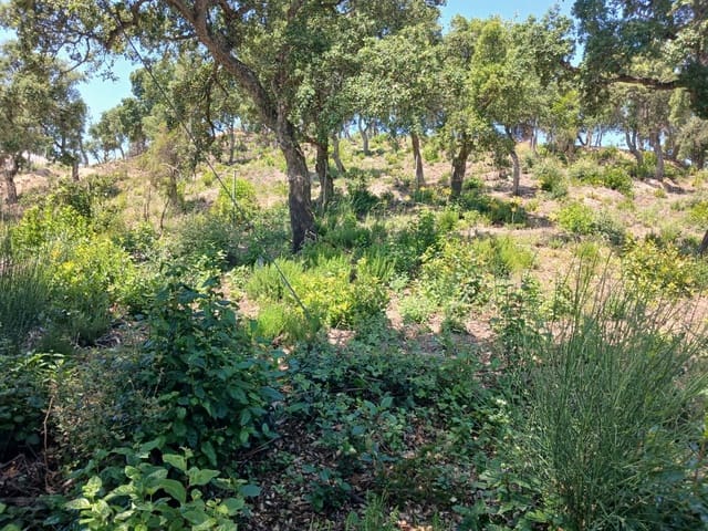 Area Edificabile in vendita in Urbanitzacions del Nord, Lloret de Mar - 44.500 € (Rif: 10027618)