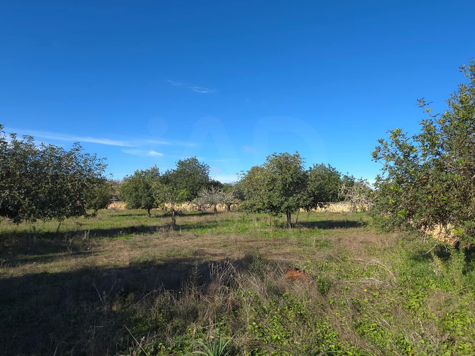 Terre non Aménagée à vendre à Santa Margalida - 150 000 € (Ref: 10027689)