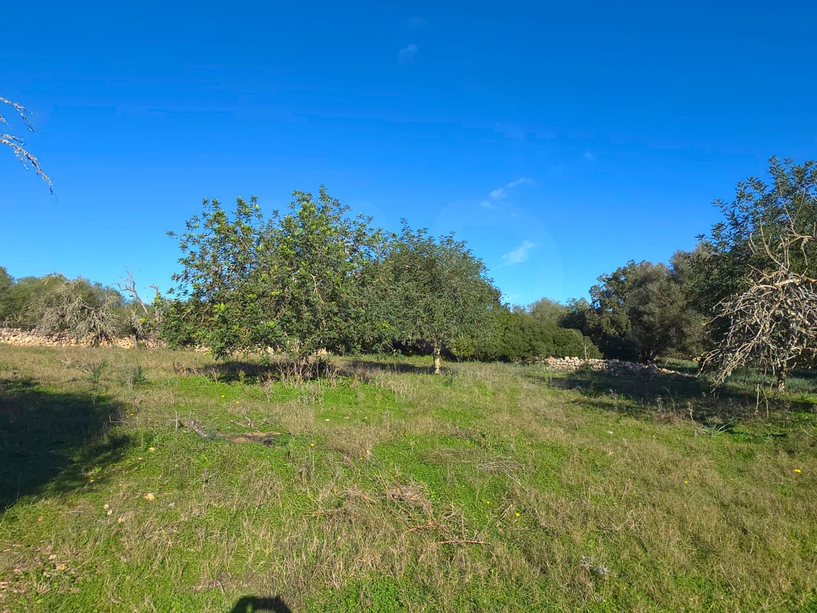 Terre non Aménagée à vendre à Santa Margalida - 150 000 € (Ref: 10027689)