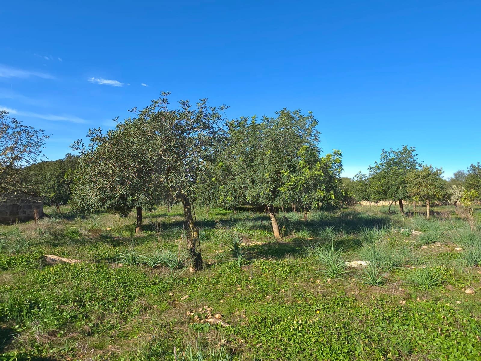 Terre non Aménagée à vendre à Santa Margalida - 150 000 € (Ref: 10027689)