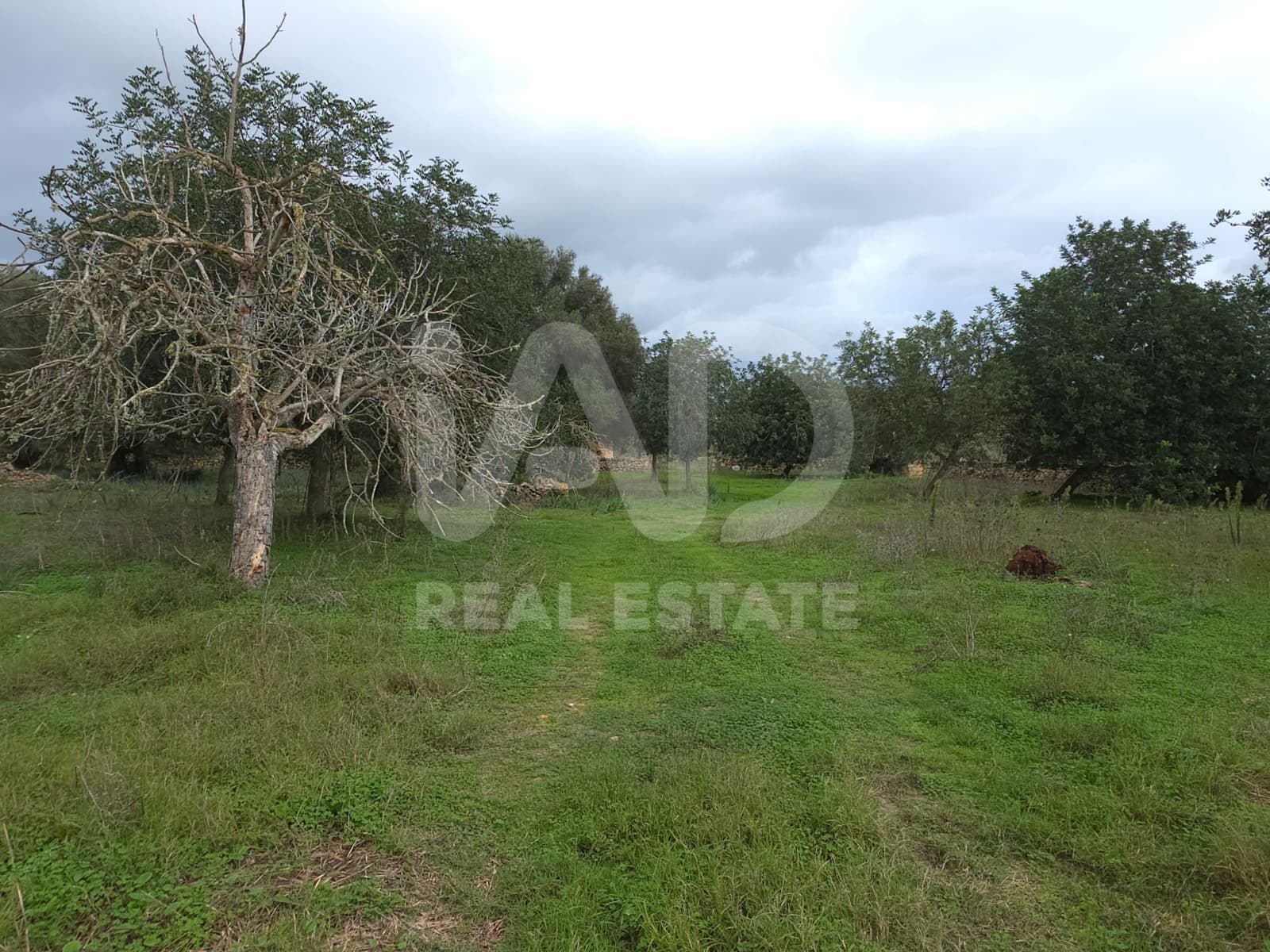 Terre non Aménagée à vendre à Santa Margalida - 150 000 € (Ref: 10027689)