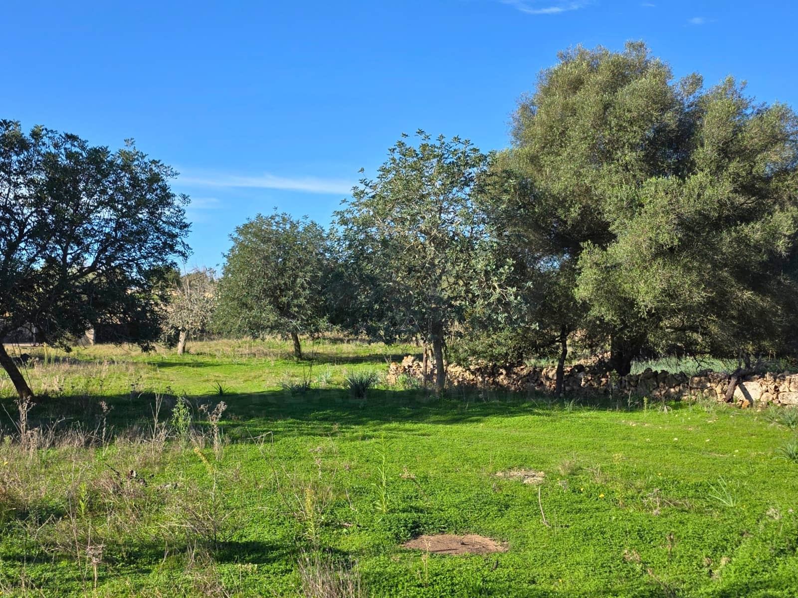 Terre non Aménagée à vendre à Santa Margalida - 150 000 € (Ref: 10027689)