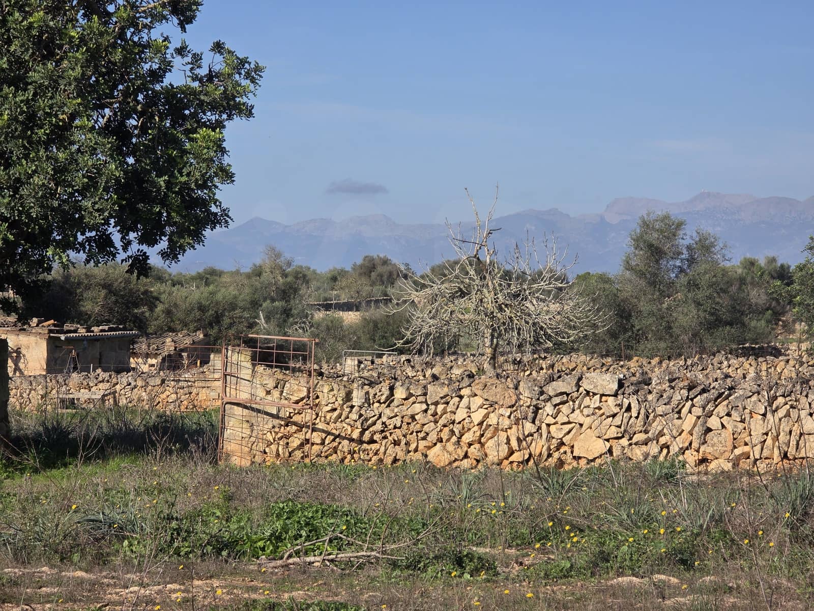Terre non Aménagée à vendre à Santa Margalida - 150 000 € (Ref: 10027689)