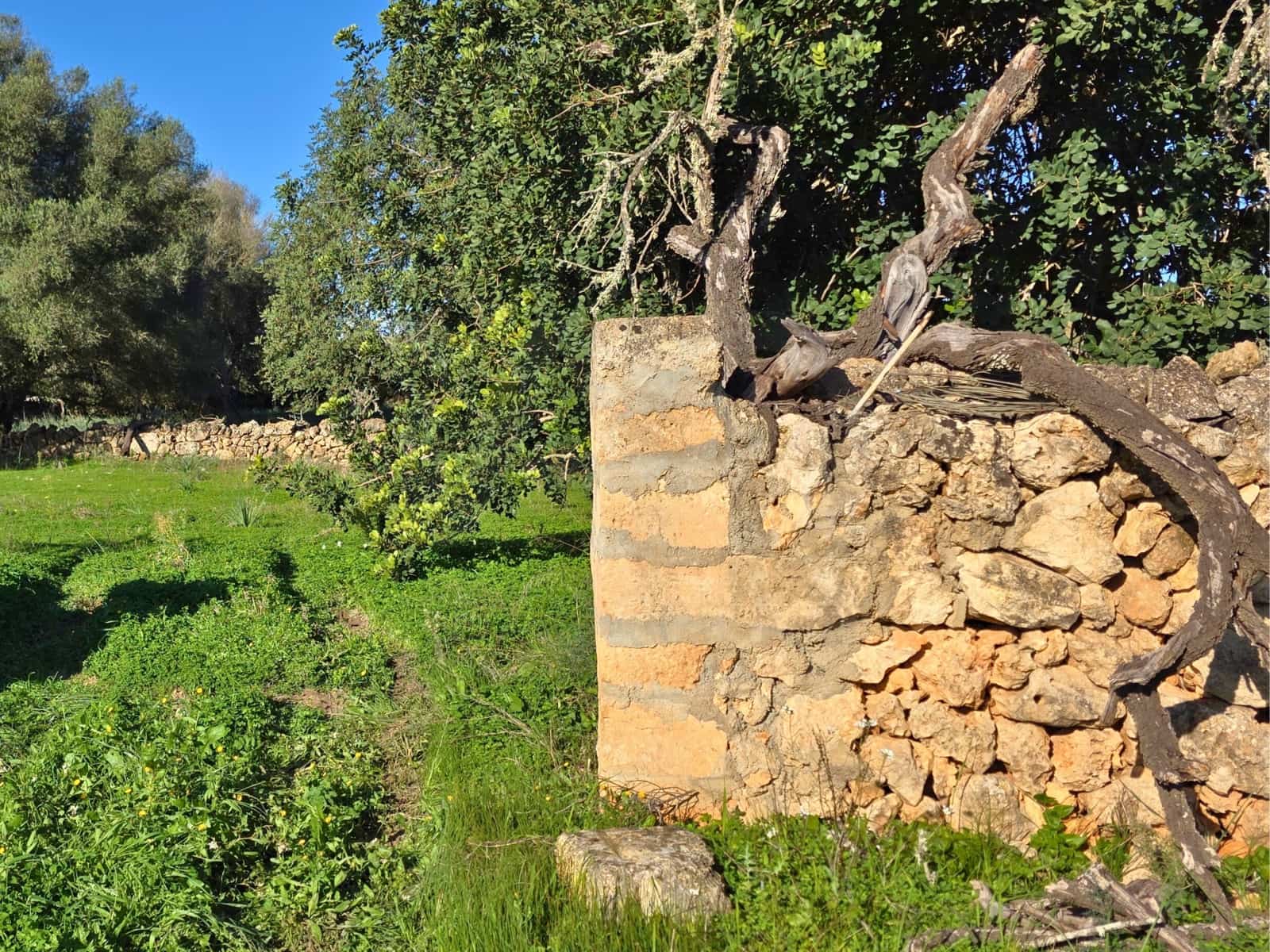 Terre non Aménagée à vendre à Santa Margalida - 150 000 € (Ref: 10027689)