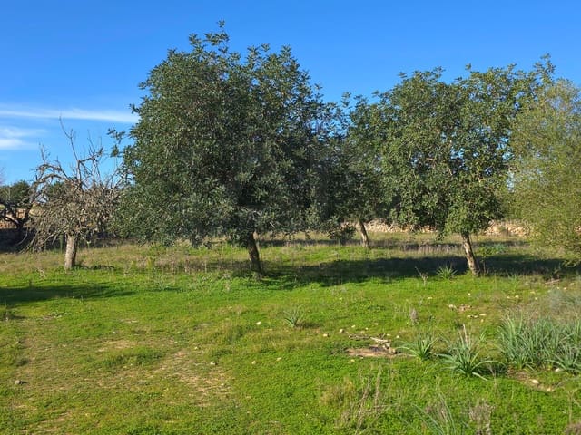 Terreno Non Edificato in vendita in Santa Margalida - 150.000 € (Rif: 10027689)
