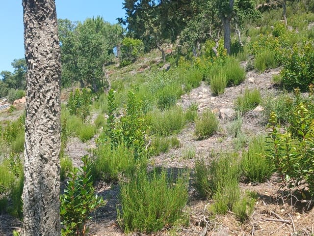 Building Plot for sale in Urbanitzacions del Nord, Lloret de Mar - € 52,500 (Ref: 10031388)