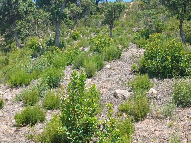 Building Plot for sale in Urbanitzacions del Nord, Lloret de Mar - € 52,500 (Ref: 10031388)
