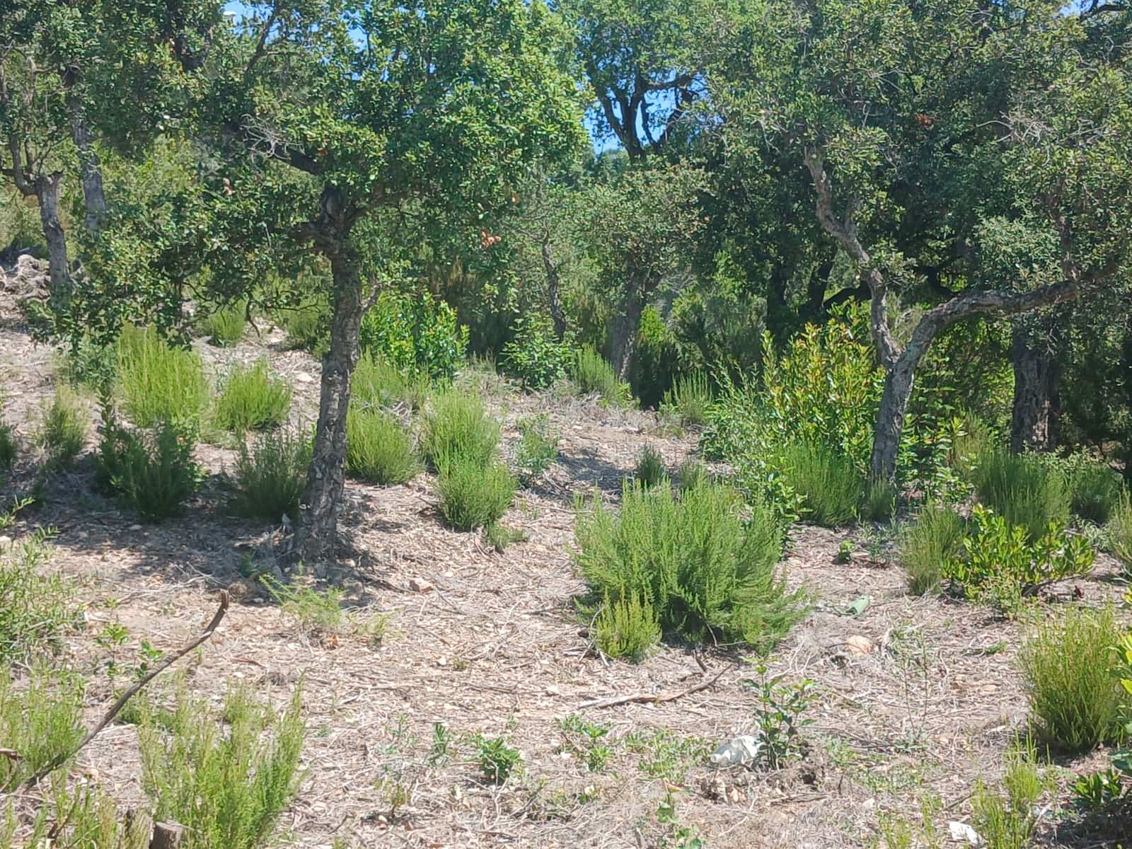 Building Plot for sale in Lloret de Mar - € 52,500 (Ref: 10031388)