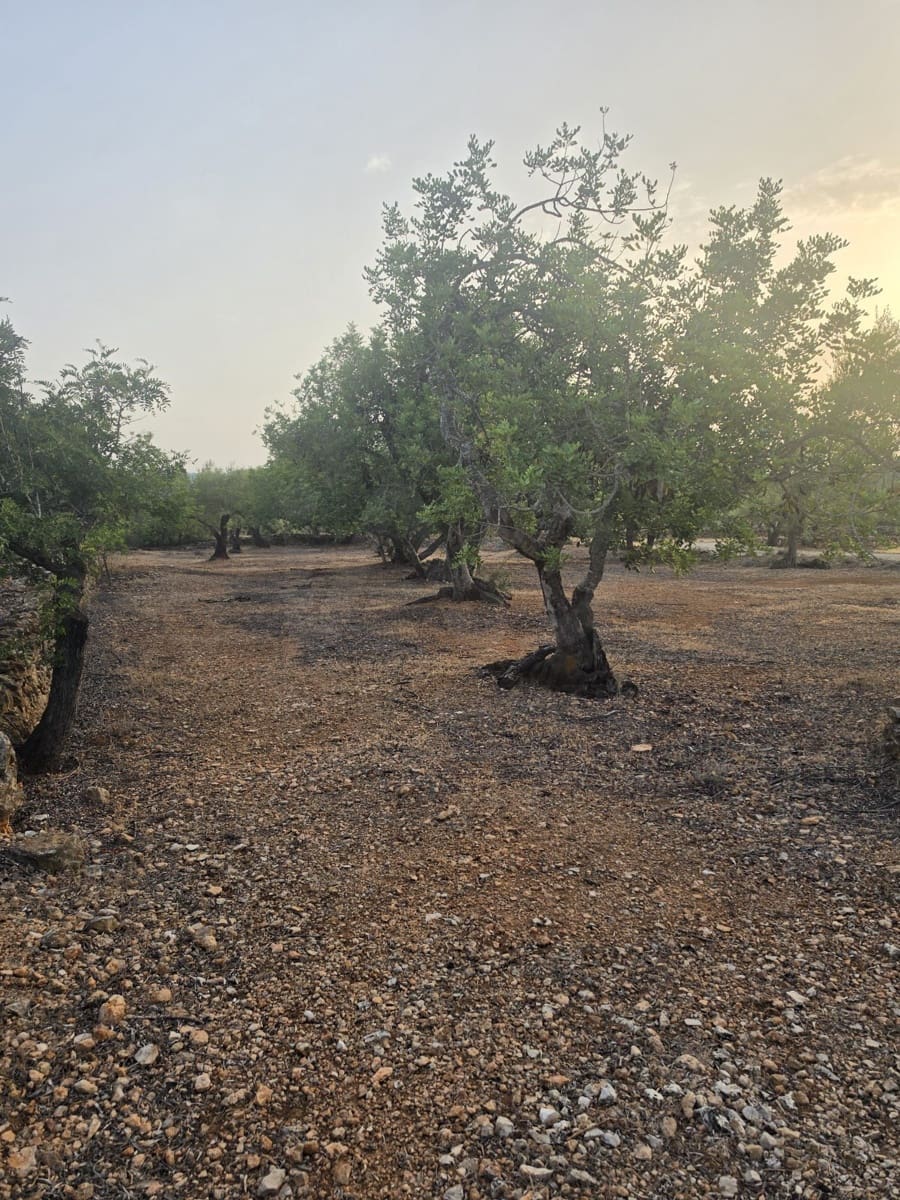 Grond te koop in El Perello - € 30.000 (Ref: 10037794)