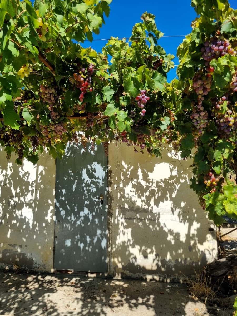 Terreno Non Edificato in vendita in Ginestar - 25.000 € (Rif: 10037795)