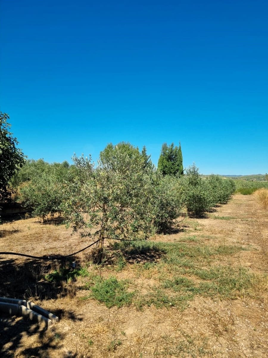 Terreno Non Edificato in vendita in Ginestar - 25.000 € (Rif: 10037795)