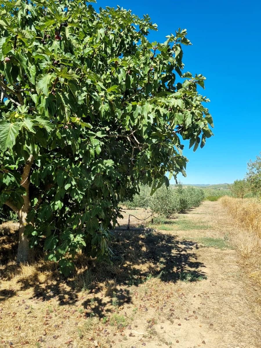 Terreno Non Edificato in vendita in Ginestar - 25.000 € (Rif: 10037795)