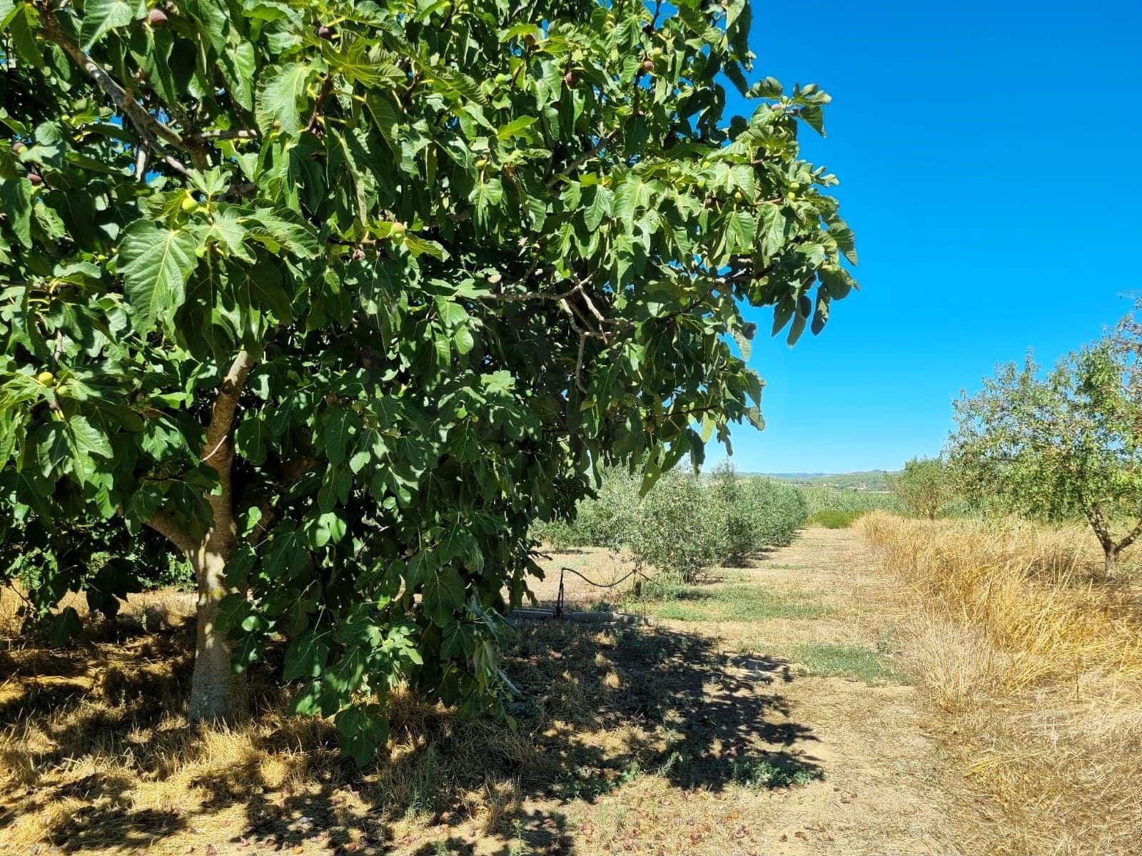 Terreno Non Edificato in vendita in Ginestar - 25.000 € (Rif: 10037795)