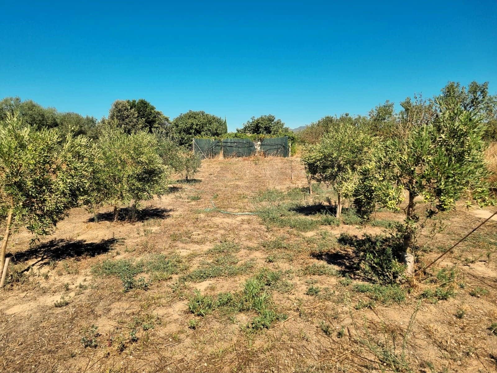 Terreno Non Edificato in vendita in Ginestar - 25.000 € (Rif: 10037795)