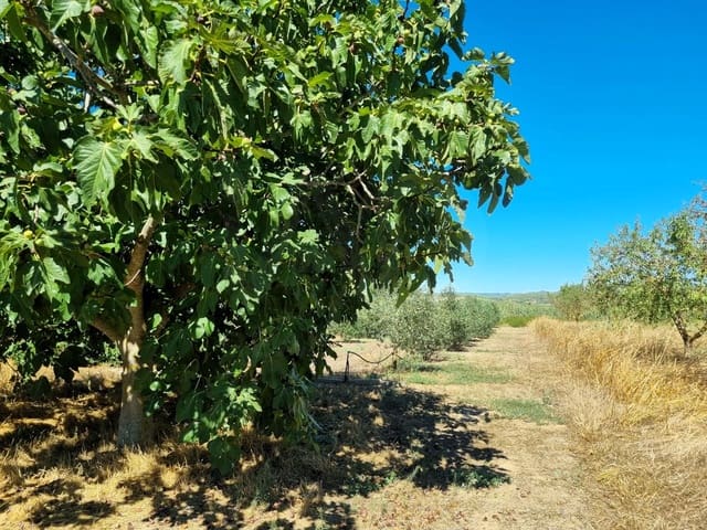 Terre non Aménagée à vendre à Ginestar - 25 000 € (Ref: 10037795)