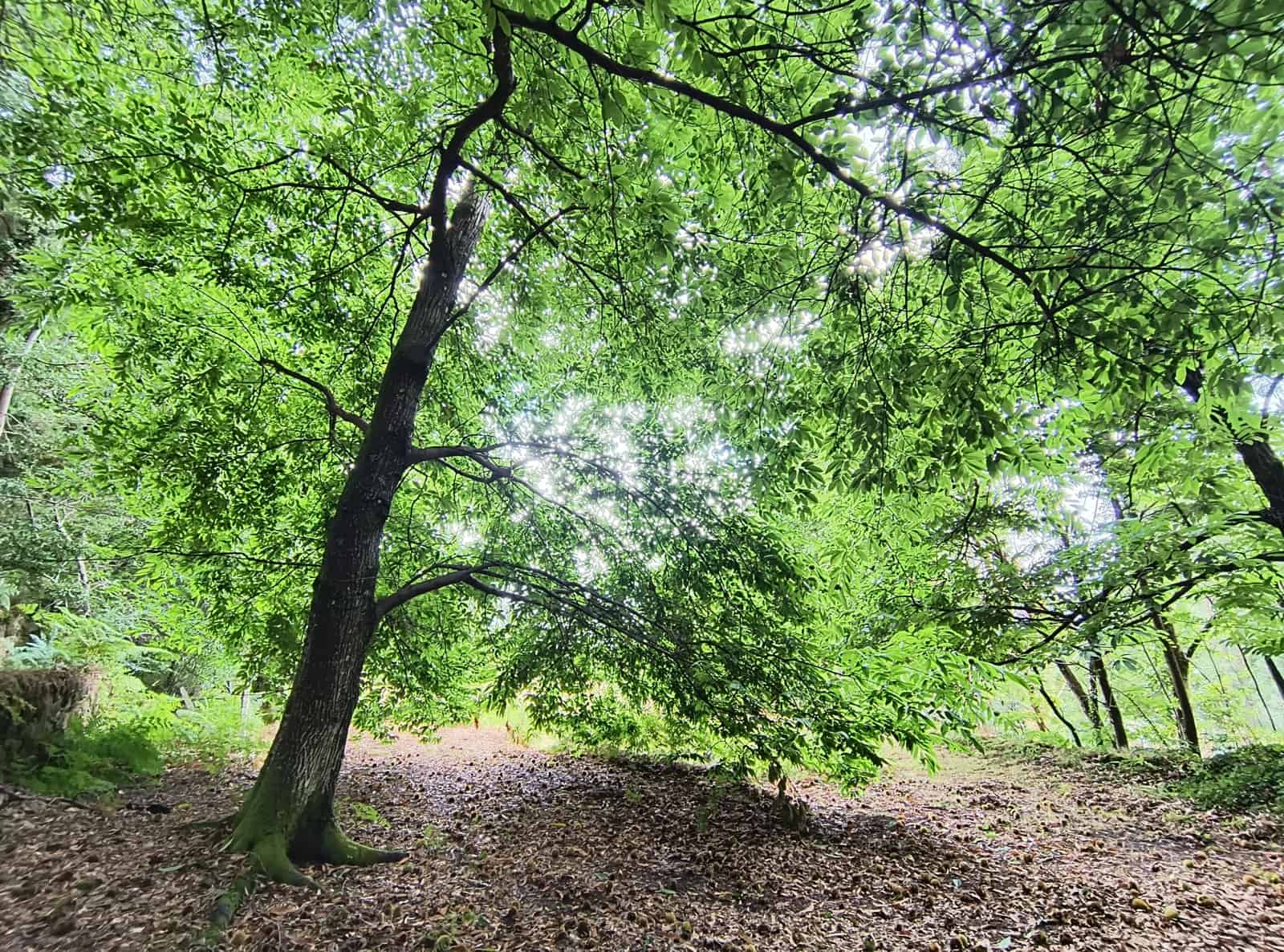 Grunde uden byggetilladelser til salg i Mondariz - € 30.000 (Ref: 10037796)