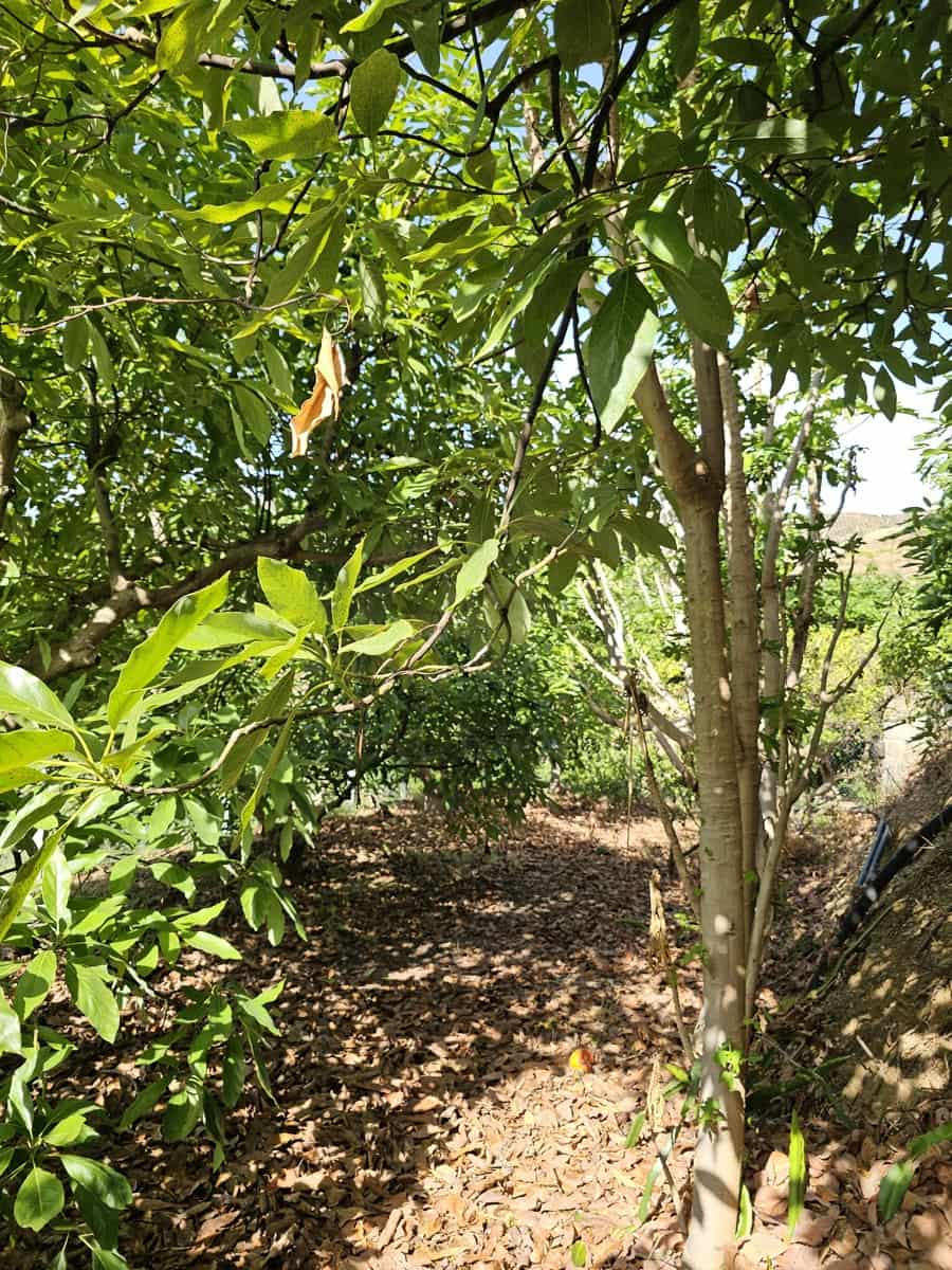 2 Zimmer Finca/Landgut zu verkaufen in Almunecar - 500.000 € (Ref: 10042049)
