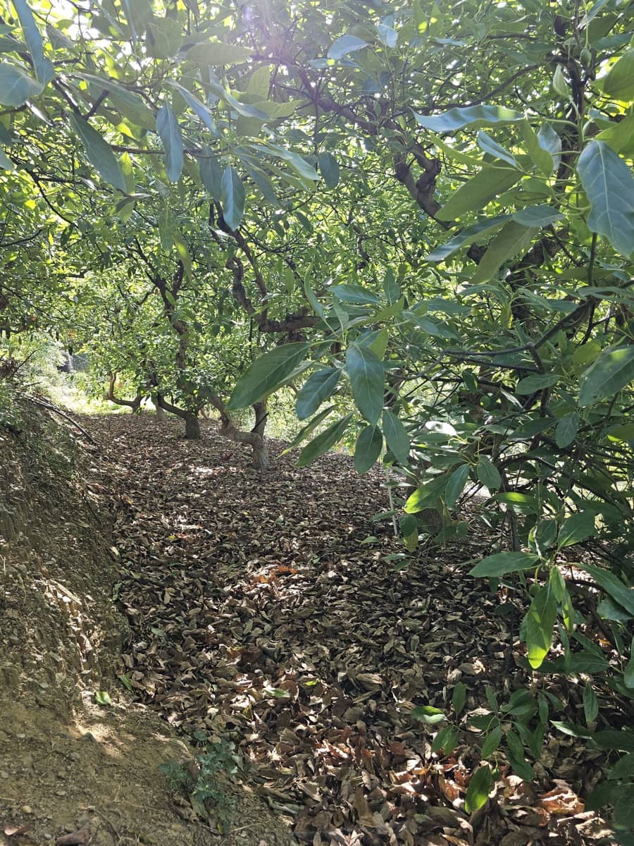 2 Zimmer Finca/Landgut zu verkaufen in Almunecar - 500.000 € (Ref: 10042049)