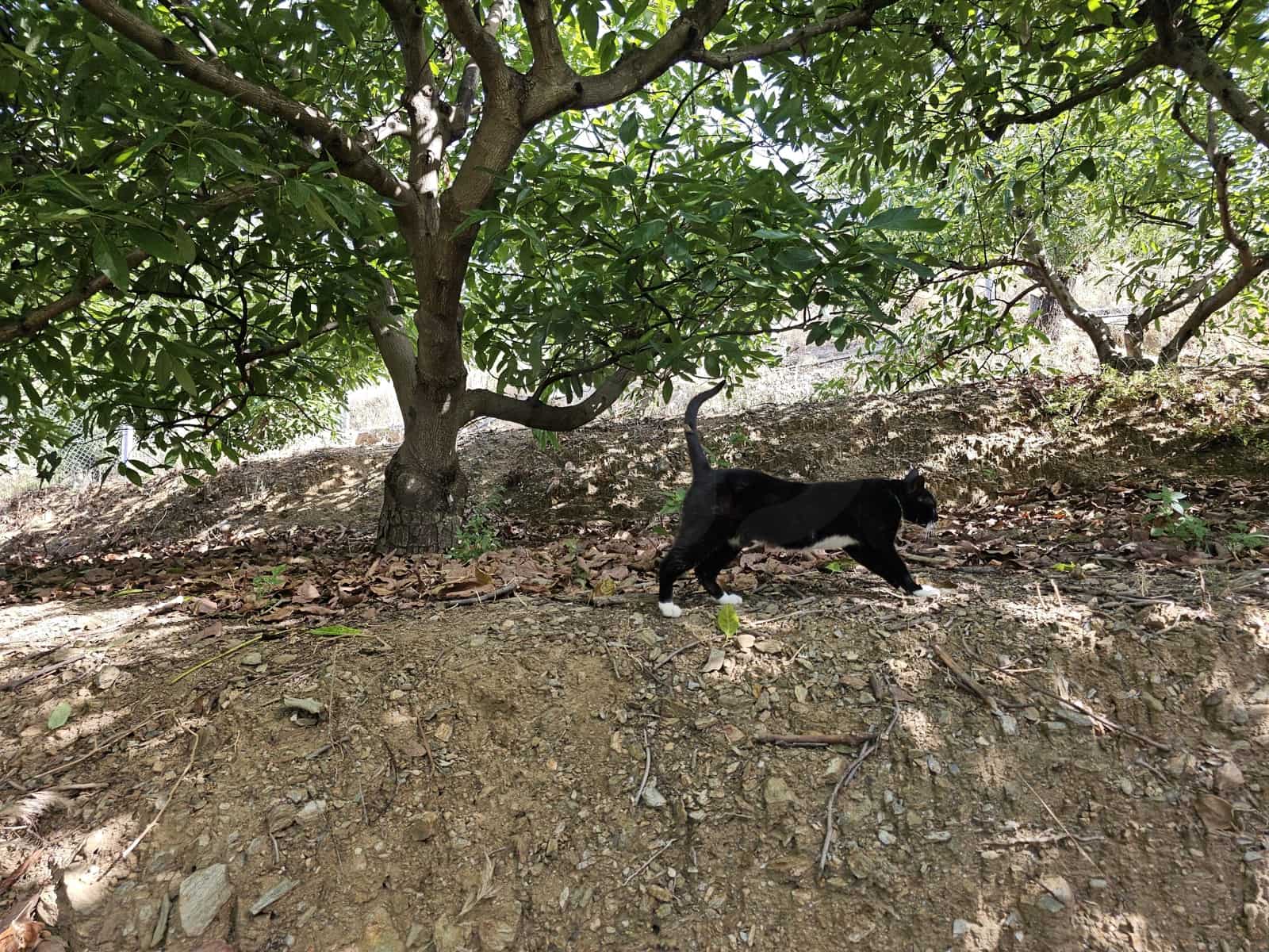 2 Zimmer Finca/Landgut zu verkaufen in Almunecar - 500.000 € (Ref: 10042049)