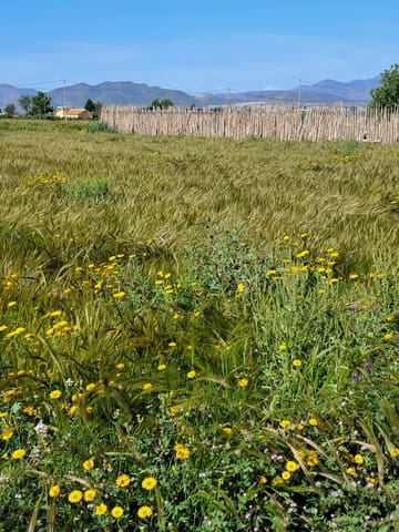Teren niezagospodarowany na sprzedaż w Lorca - 34 500 € (Ref: 10042397)