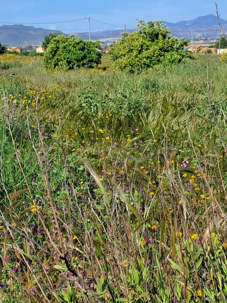 Terreno/Finca Rústica en Lorca en venta - 34.500 € (Ref: 10042397)