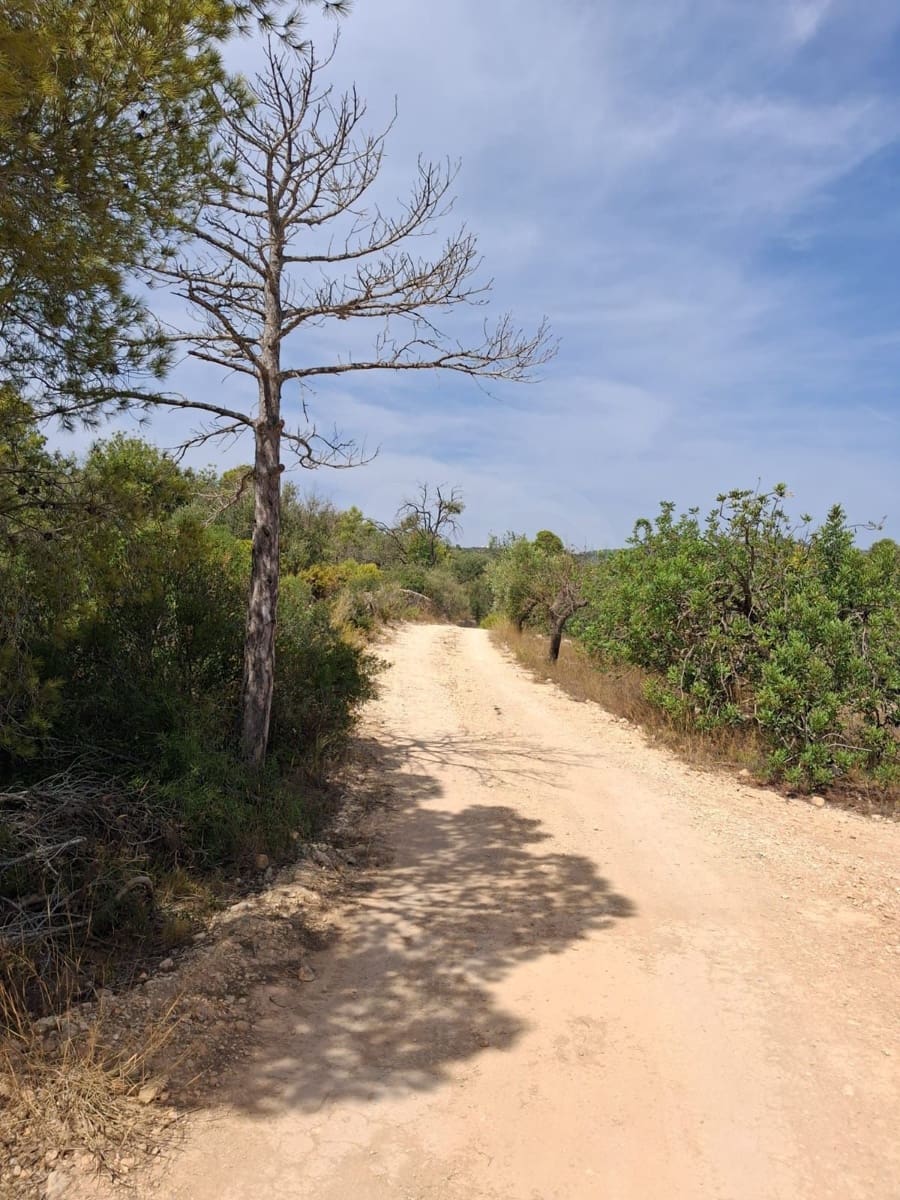Ubebygd land til salgs i Camp-redo - € 110 000 (Ref: 10054552)