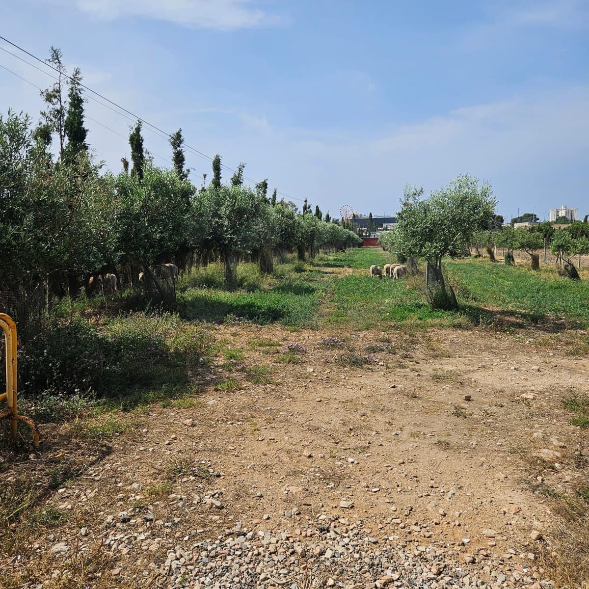 Finka/Dom wiejski na sprzedaż w Palma de Mallorca z garażem - 8 500 000 € (Ref: 10062885)