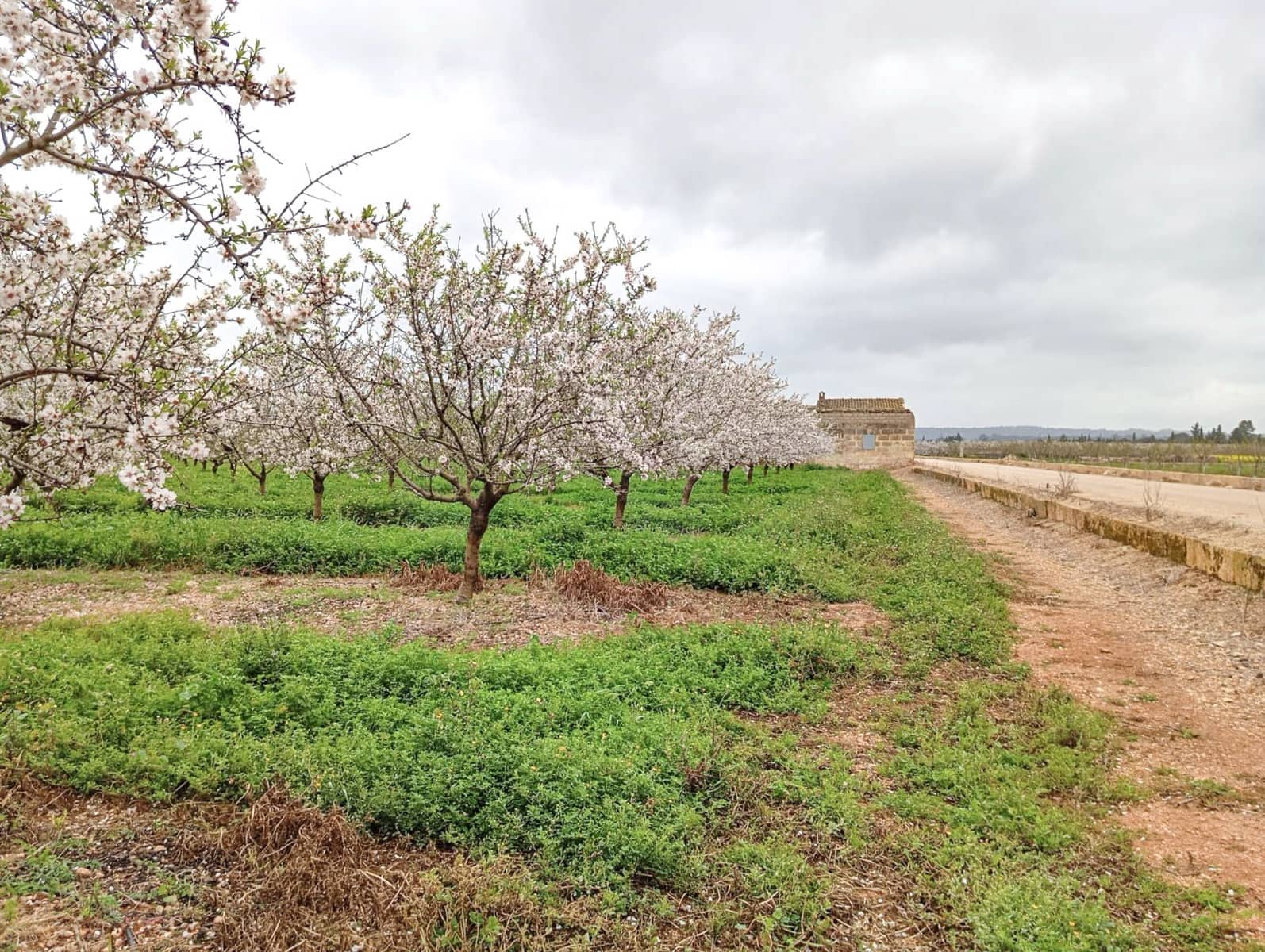 Terreno Não Urbanizado para venda em Llubi - 135 000 € (Ref: 10077395)