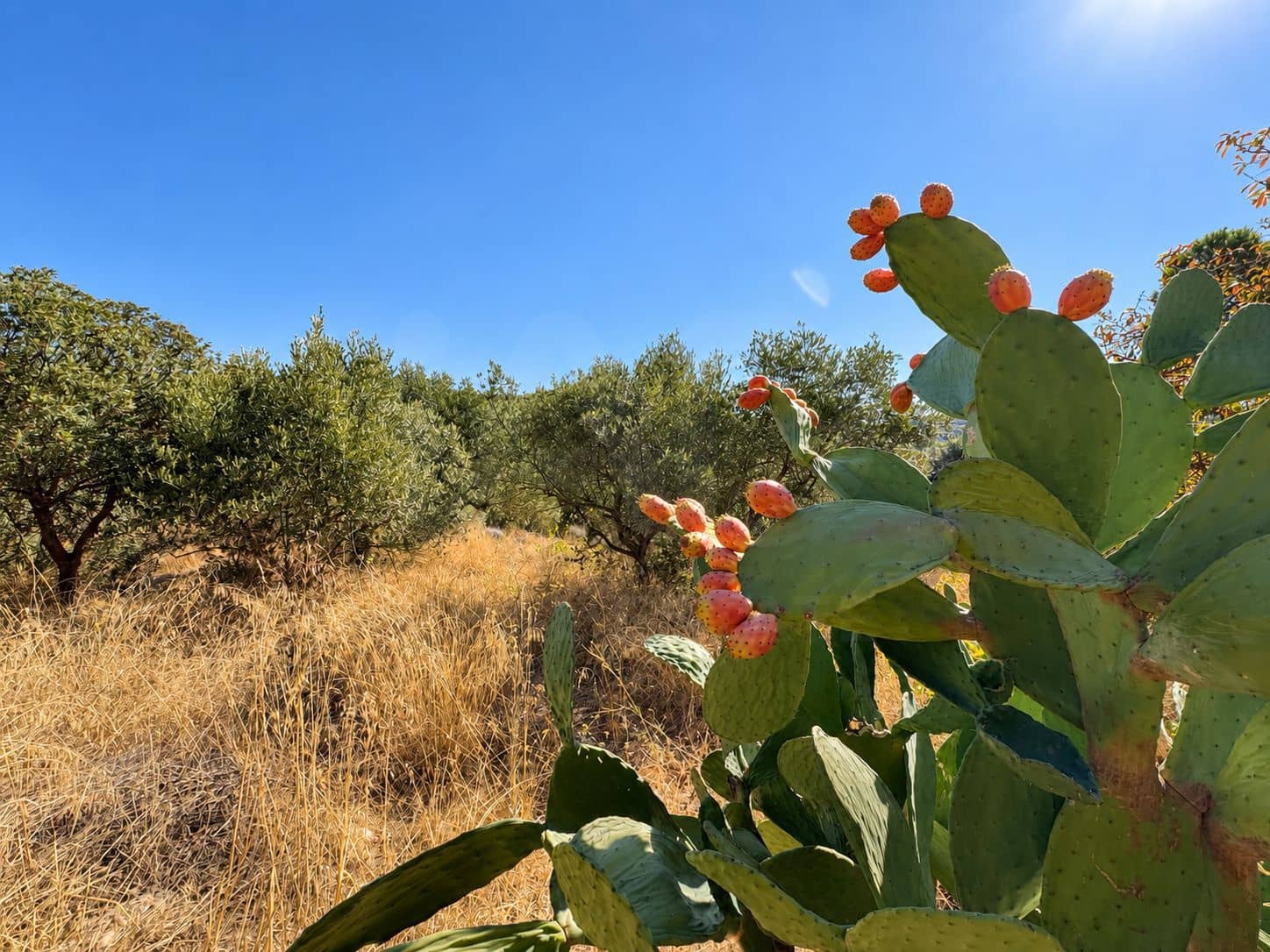 Terreno/Finca Rústica en Riba-roja d'Ebre en venta - 42.000 € (Ref: 10085411)