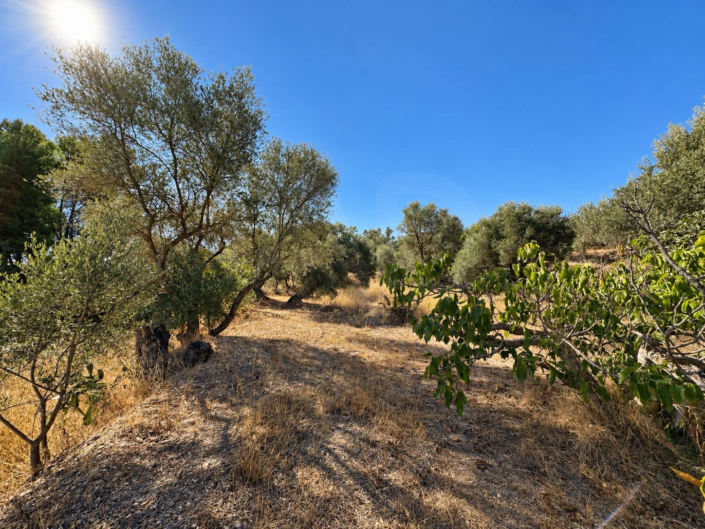 Terreno/Finca Rústica en Riba-roja d'Ebre en venta - 42.000 € (Ref: 10085411)