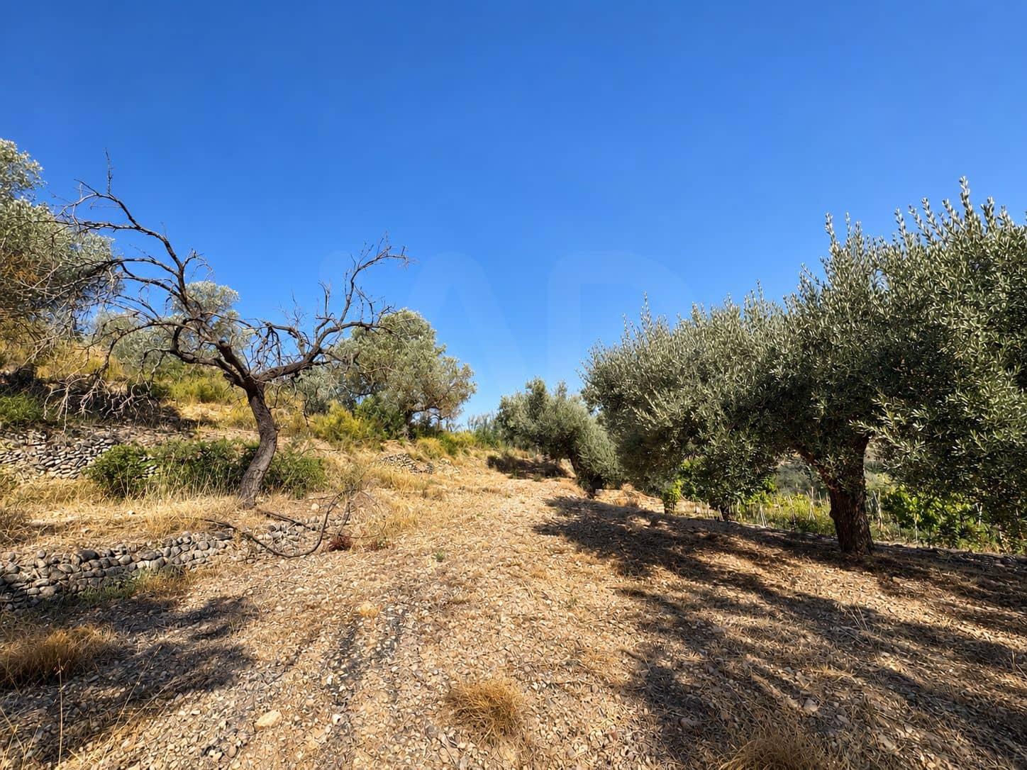 Terreno/Finca Rústica en Riba-roja d'Ebre en venta - 42.000 € (Ref: 10085411)